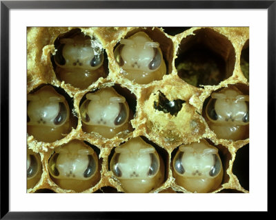 Honey Bee, Heads Of Pre-Pupae by Oxford Scientific Pricing Limited Edition Print image