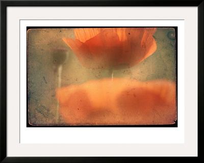 Study Of Orange Poppies by Mia Friedrich Pricing Limited Edition Print image