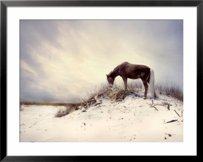 Chocolate Horse Feeding From Dry Brush by Jan Lakey Pricing Limited Edition Print image