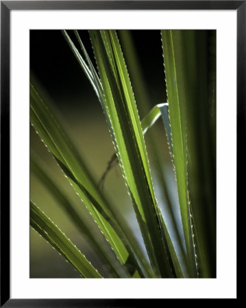 Sunset Catches The Bristling Spiked Edges Of A River Sedge Leaf, Australia by Jason Edwards Pricing Limited Edition Print image