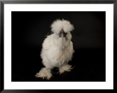 Silkie Bantam Chicken At The Sunset Zoo, Kansas by Joel Sartore Pricing Limited Edition Print image