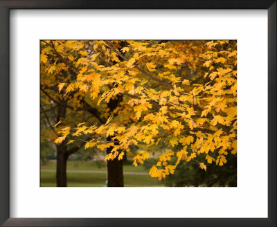 Maple Trees Reach Their Peak Of Fall Color by Joel Sartore Pricing Limited Edition Print image