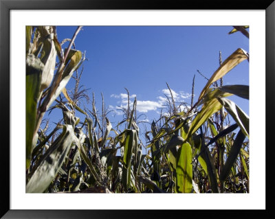 Frog's Eye View Looking Up At Corn Stalks by Stacy Gold Pricing Limited Edition Print image