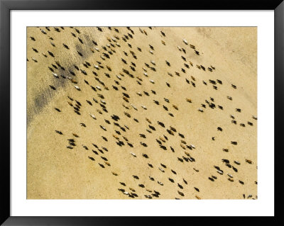 Cattle Grazing The Plains Of The Upper Ruaha River, Tanzania by Michael Fay Pricing Limited Edition Print image