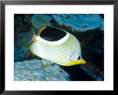 Closeup Of A Saddled Butterflyfish, Takapoto Atoll, French Polynesia by Tim Laman Pricing Limited Edition Print image