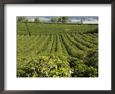 Coffee Plantations On The Slopes Of The Poas Volcano, Near San Jose, Costa Rica by Robert Harding Pricing Limited Edition Print image
