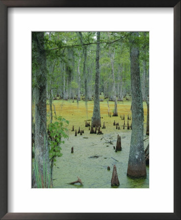 Cajun Country, Atchatalaya Swamp, Near Gibson, Louisiana, Usa by Robert Francis Pricing Limited Edition Print image