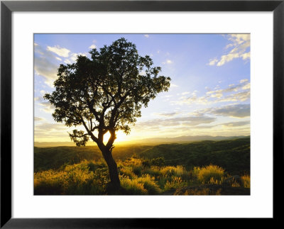 Tree In Silhouette At Sunrise, Daan Viljoen Game Park, Near Windhoek, Namibia by Lee Frost Pricing Limited Edition Print image