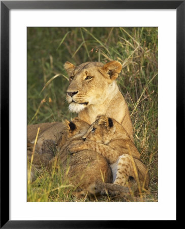 Lioness With Two Cubs (Panthera Leo), Masai Mara Game Reserve, Kenya, East Africa, Africa by James Hager Pricing Limited Edition Print image