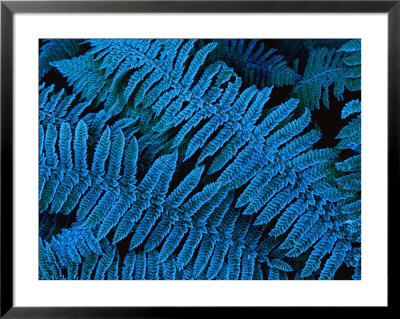 Close View Of Frosted Fern Leaves by Annie Griffiths Belt Pricing Limited Edition Print image