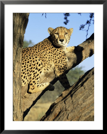 Cheetah, Acinonyx Jubartus, Sitting In Tree, In Captivity, Namibia, Africa by Ann & Steve Toon Pricing Limited Edition Print image