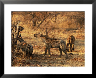 Spotted Hyena (Crocuta Crocuta), Mashatu Game Reserve, Botswana, Africa by Sergio Pitamitz Pricing Limited Edition Print image