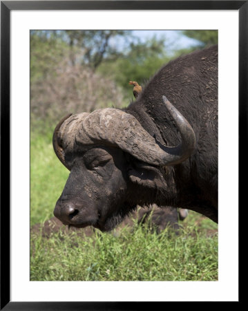 Cape Buffalo (Syncerus Caffer), With Redbilled Oxpecker, Kruger National Park, South Africa, Africa by Ann & Steve Toon Pricing Limited Edition Print image