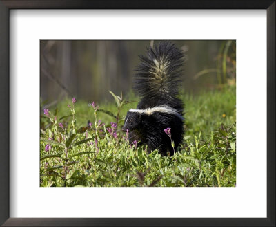 Striped Skunk With Tail Up, Minnesota Wildlife Connection, Sandstone, Minnesota, Usa by James Hager Pricing Limited Edition Print image