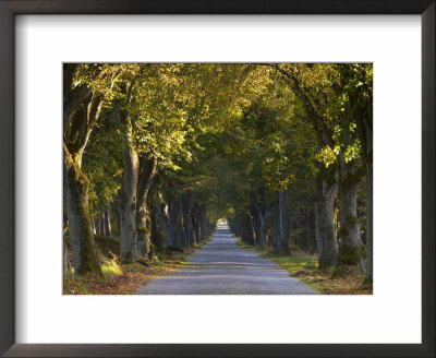 Tree Avenue In Fall, Senne, Nordrhein Westfalen (North Rhine Westphalia), Germany, Europe by Thorsten Milse Pricing Limited Edition Print image