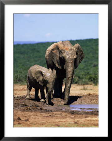 African Elephants, Loxodonta Africana, Mother And Young, Eastern Cape, South Africa by Ann & Steve Toon Pricing Limited Edition Print image