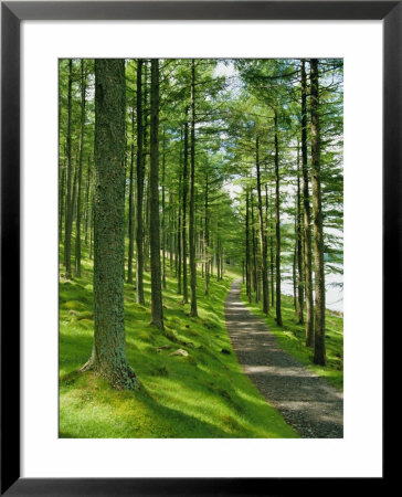 Path And Sunlight Through Pine Trees, Burtness Wood, Near Buttermere, Cumbria, England by Neale Clarke Pricing Limited Edition Print image