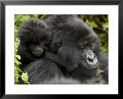 Infant Mountain Gorilla Clinging To Its Mother's Neck, Amahoro A Group, Rwanda, Africa by James Hager Pricing Limited Edition Print image