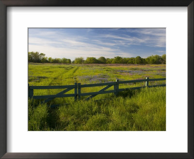 Texas Blue Bonnets, Vetch In Meadow Near Brenham, Texas, Usa by Darrell Gulin Pricing Limited Edition Print image
