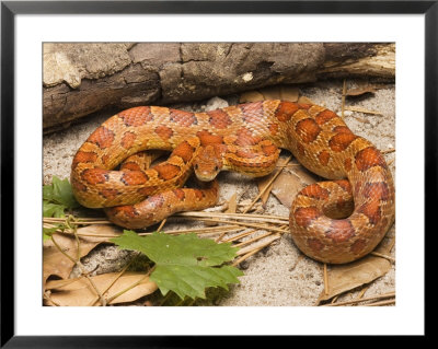 Corn Snake, Sarasota County, Usa by David M. Dennis Pricing Limited Edition Print image