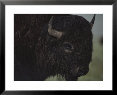 A Close View Of An American Bison Wet With Rain by Raymond Gehman Pricing Limited Edition Print image