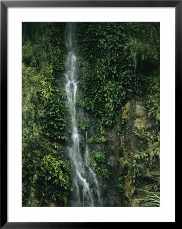 Waterfall Cascading Down A Vine And Fern-Covered Rock Face by Tim Laman Pricing Limited Edition Print image