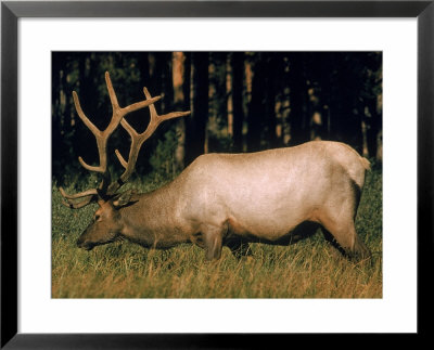 Large Elk Grazing In Yellowstone National Park by Eliot Elisofon Pricing Limited Edition Print image