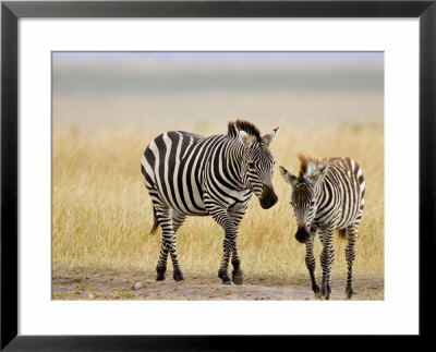 Zebra And Juvenile Zebra On The Maasai Mara, Kenya by Joe Restuccia Iii Pricing Limited Edition Print image