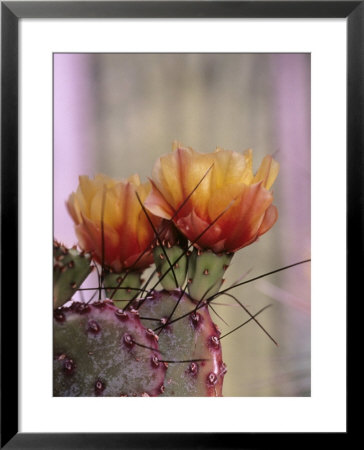 Flower, Tucson Botanical Gardens, Arizona, Usa by John & Lisa Merrill Pricing Limited Edition Print image