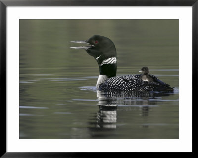 Common Loon Calling With Chick Riding On Back In Water, Kamloops, British Columbia, Canada by Arthur Morris Pricing Limited Edition Print image