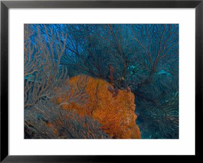 Deep Water Sea Fan And Encrusting Orange Sponge, Hol Chan Marine Preserve, Barrier Reef, Belize by Stuart Westmoreland Pricing Limited Edition Print image
