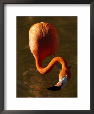 Caribbean Or West Indian Flamingo, California, Usa by Daniel Cox Pricing Limited Edition Print image