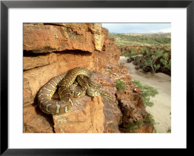 Bredls Carpet Python On Cliff Ledge, Australia by Michael Fogden Pricing Limited Edition Print image