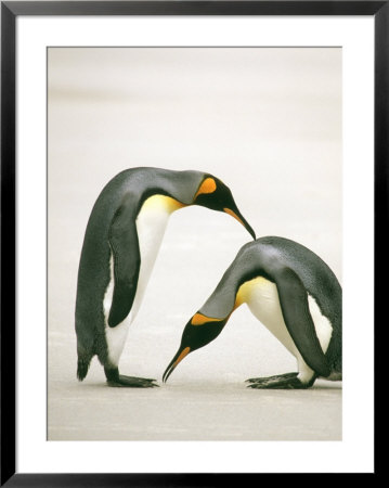 A Pair Of King Penguins In A Courtship Bow by Ralph Lee Hopkins Pricing Limited Edition Print image