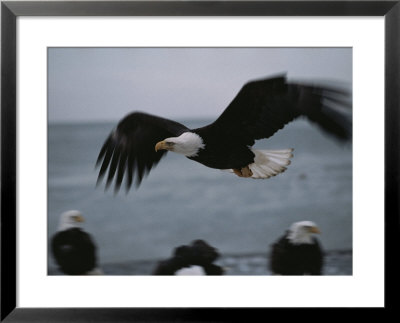 A Northern American Bald Eagle Flies Low Over Top Other Bald Eagles Hunting For Fish by Norbert Rosing Pricing Limited Edition Print image
