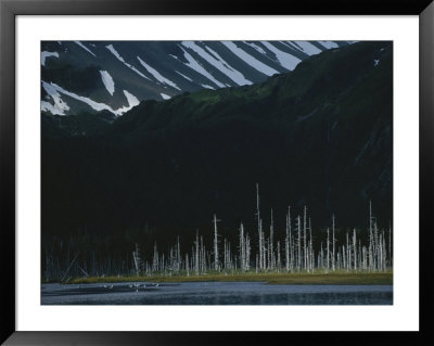 Trees Killed During The 1964 Earthquake Line The Alaskan Shore by Karen Kasmauski Pricing Limited Edition Print image
