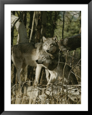 Two Gray Wolves On The Forests Edge by Jim And Jamie Dutcher Pricing Limited Edition Print image