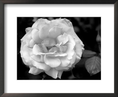 Delicate Petals I by Nicole Katano Pricing Limited Edition Print image