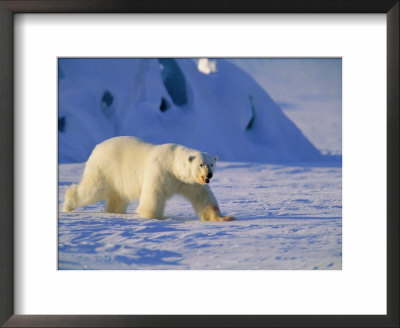 Male Polar Bear(Ursus Maritimus) In Spring, Svalbard/Spitsbergen, Arctic by Lousie Murray Pricing Limited Edition Print image