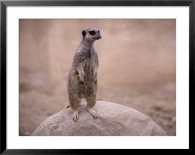 Slender Tailed Meerkat, Suricata Suricatta by Mark Newman Pricing Limited Edition Print image