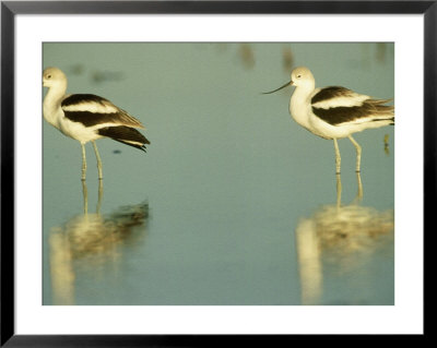 American Avocet, Pair, Sinaloa, Mexico by Patricio Robles Gil Pricing Limited Edition Print image