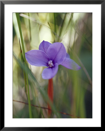 Short Purple Flag, Patersonia Fragilis, Emerges Into A Sun Ray, Yellingbo Nature Reserve, Australia by Jason Edwards Pricing Limited Edition Print image