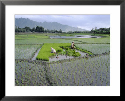 Paddy Fields, Farmers Planting Rice, Kashmir, India by John Henry Claude Wilson Pricing Limited Edition Print image