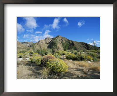 Brittlebushes With Mountains Behind, Sonoran Desert, Anza-Borrego Desert State Park, Usa by Marco Simoni Pricing Limited Edition Print image