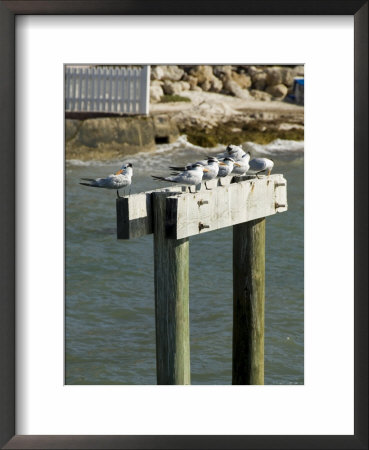Sea Birds On Post, Key West, Florida, Usa by R H Productions Pricing Limited Edition Print image