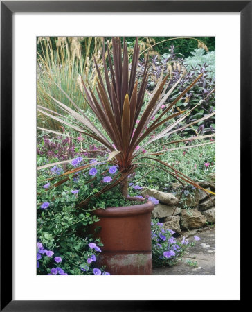 Cordyline Australis In Pot With Convolvulus Sabatius Growing Around It by Sunniva Harte Pricing Limited Edition Print image