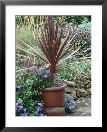 Cordyline Australis In Pot With Convolvulus Sabatius Growing Around It by Sunniva Harte Pricing Limited Edition Print image