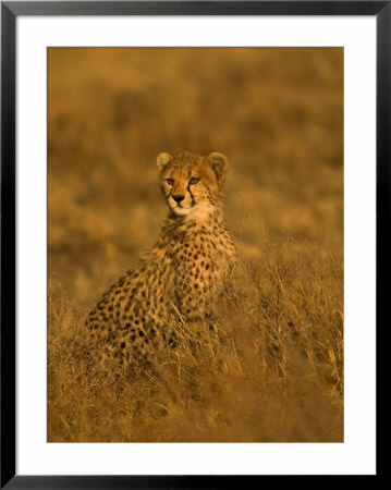 A Young Cheetah Sitting In Grass Illuminated In A Golden Light (Acinonyx Jubatus) by Roy Toft Pricing Limited Edition Print image