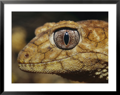 Close View Of The Head Of A Rough Knob-Tail Gecko by Jason Edwards Pricing Limited Edition Print image
