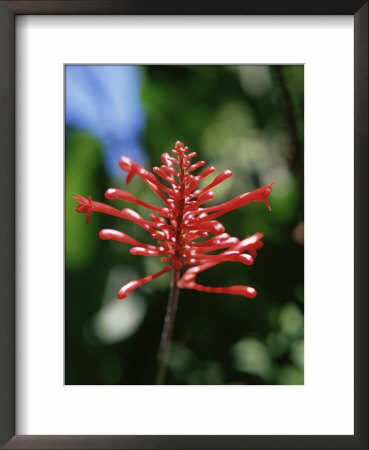 Tropical Flower, St. Lucia, Windward Islands, West Indies, Caribbean, Central America by Yadid Levy Pricing Limited Edition Print image